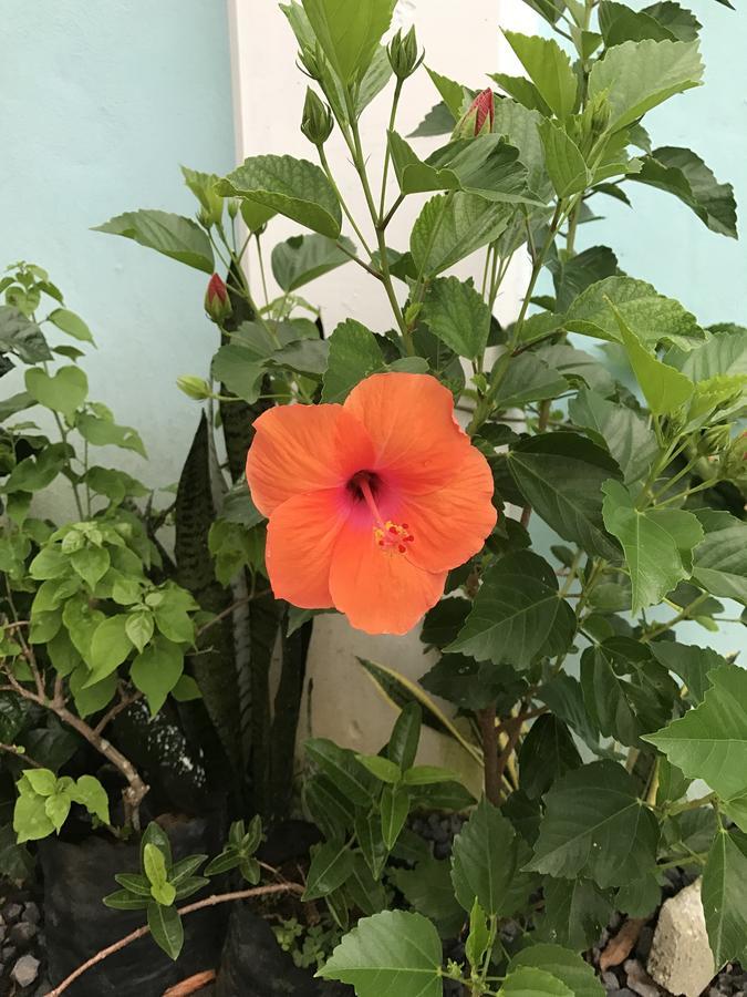 Samoana Boutique Hotel 아피아 외부 사진